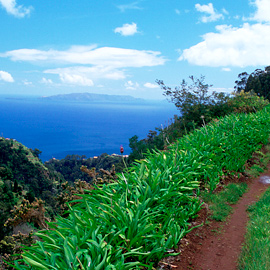 Levada dos Tornos Levada dos Tornos