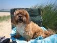Barking-small2