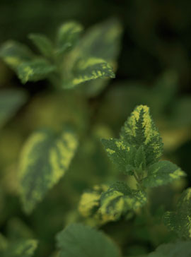 Best Herbal Remedies