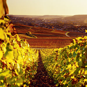 Travel: Champagne tour Travel: Champagne tour