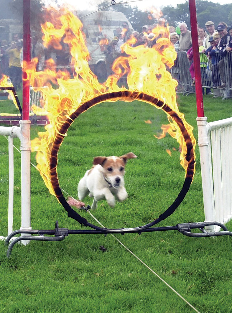 Cotswold Show Cotswold Show