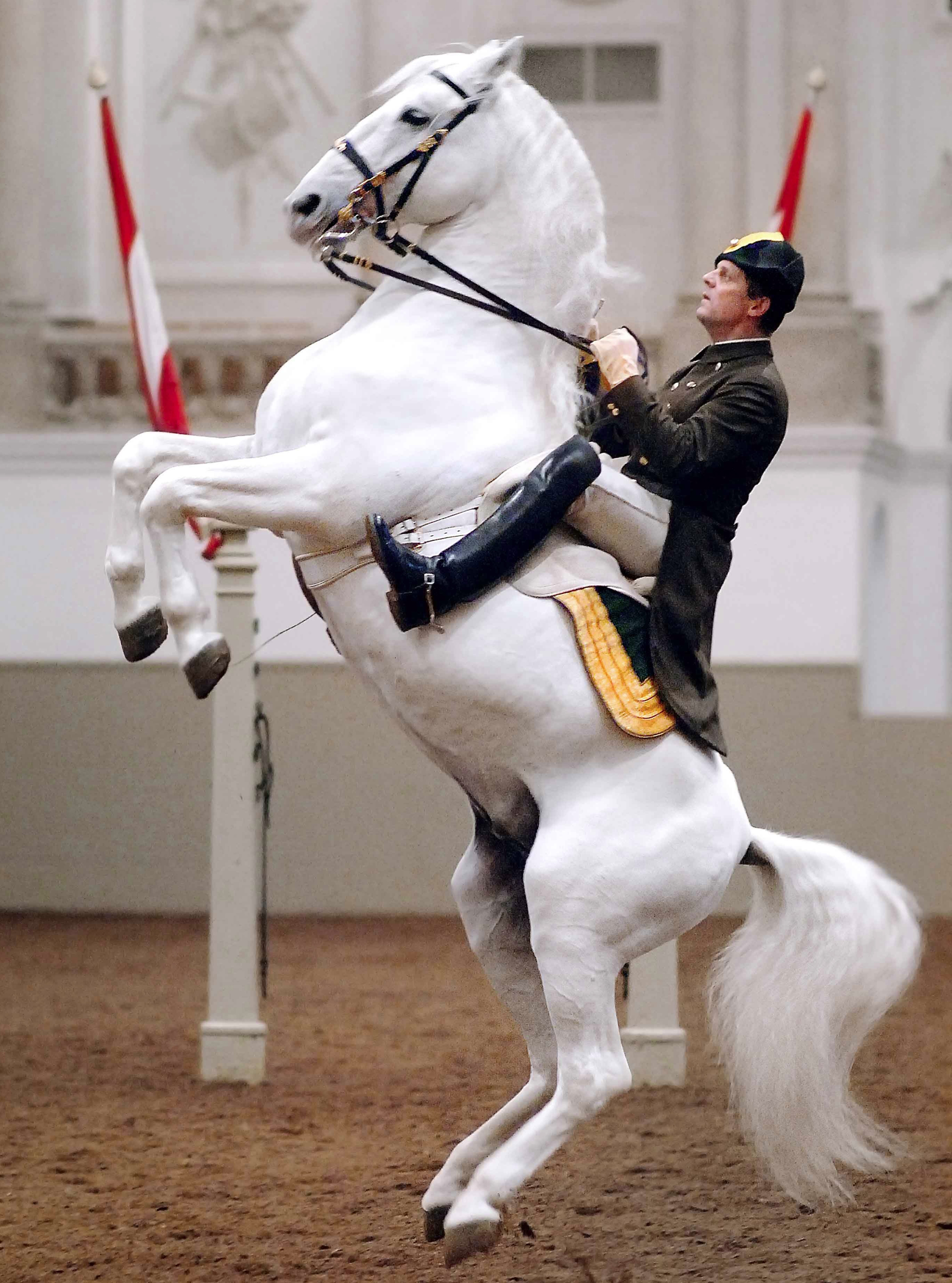 The Spanish Riding School of Vienna UK Tour The Spanish Riding School of Vienna UK Tour