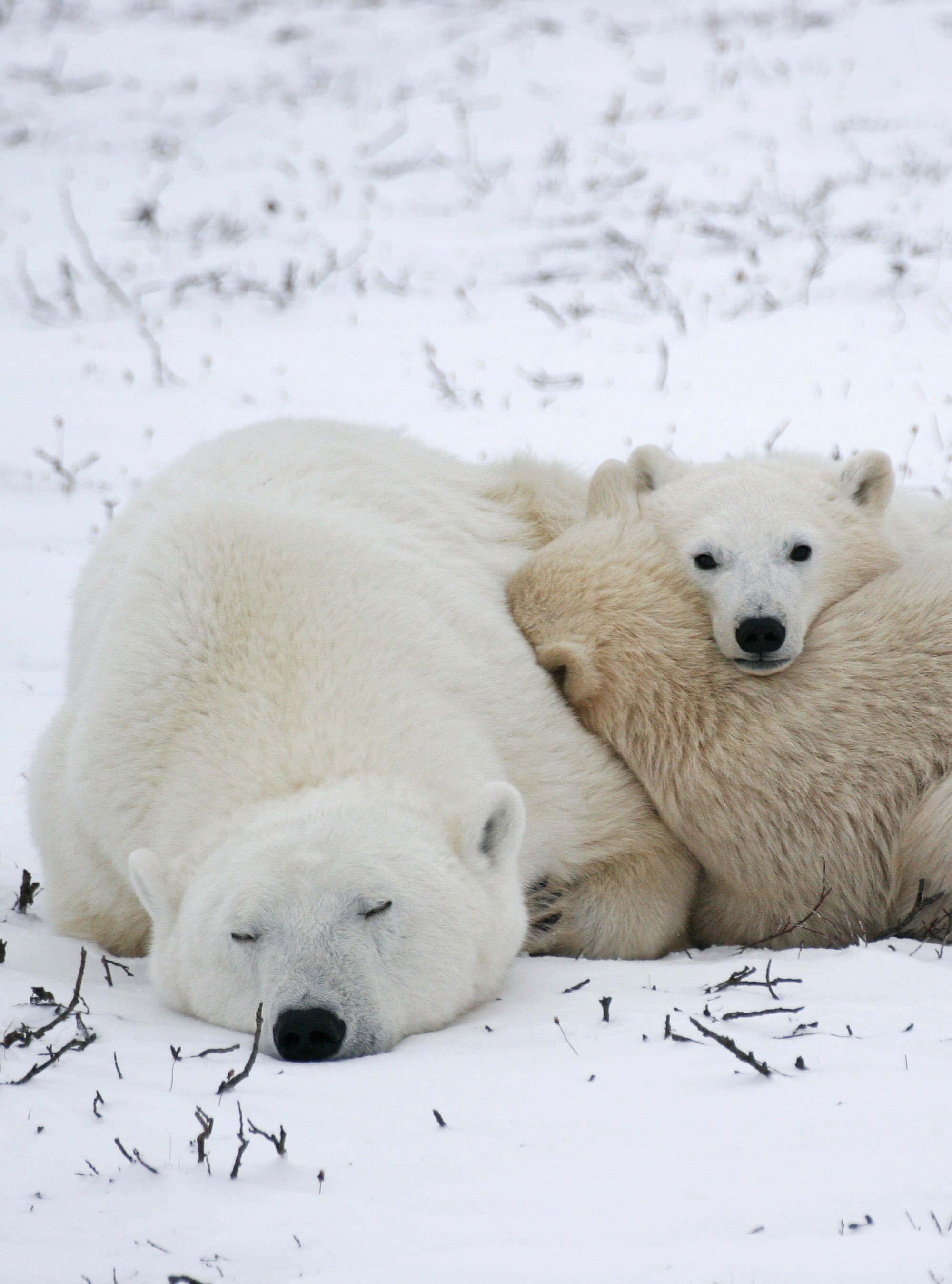 Arctic Animals In Pictures