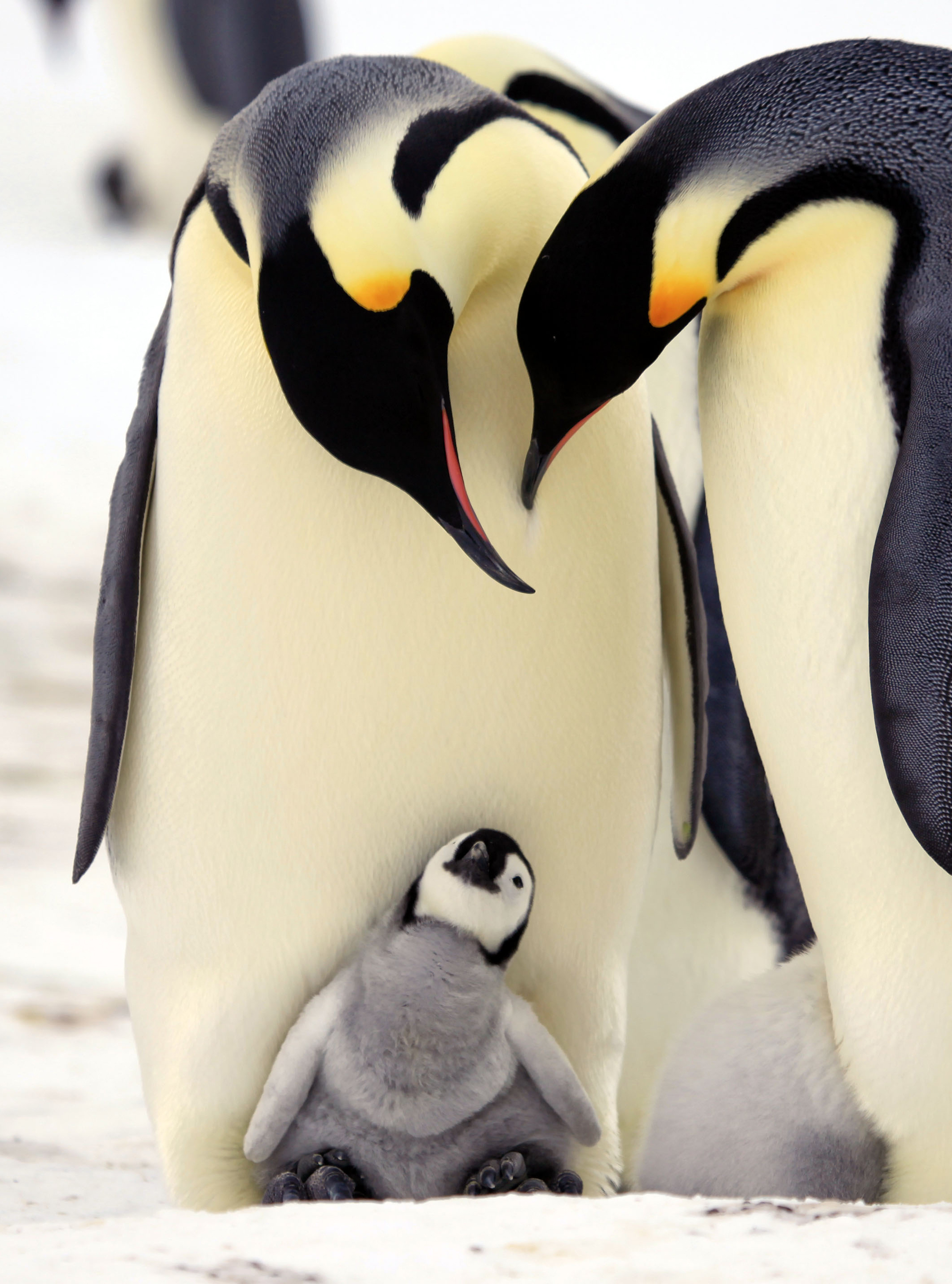 Penguins - Spy In The Huddle