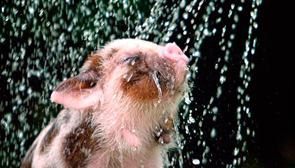 We're not the only ones contending with a heatwave - these animals are feeling the searing temperatures too! But they've found some very clever ways to cool off, so click through now for amusing pictures that will put a smile on your face in the heat...