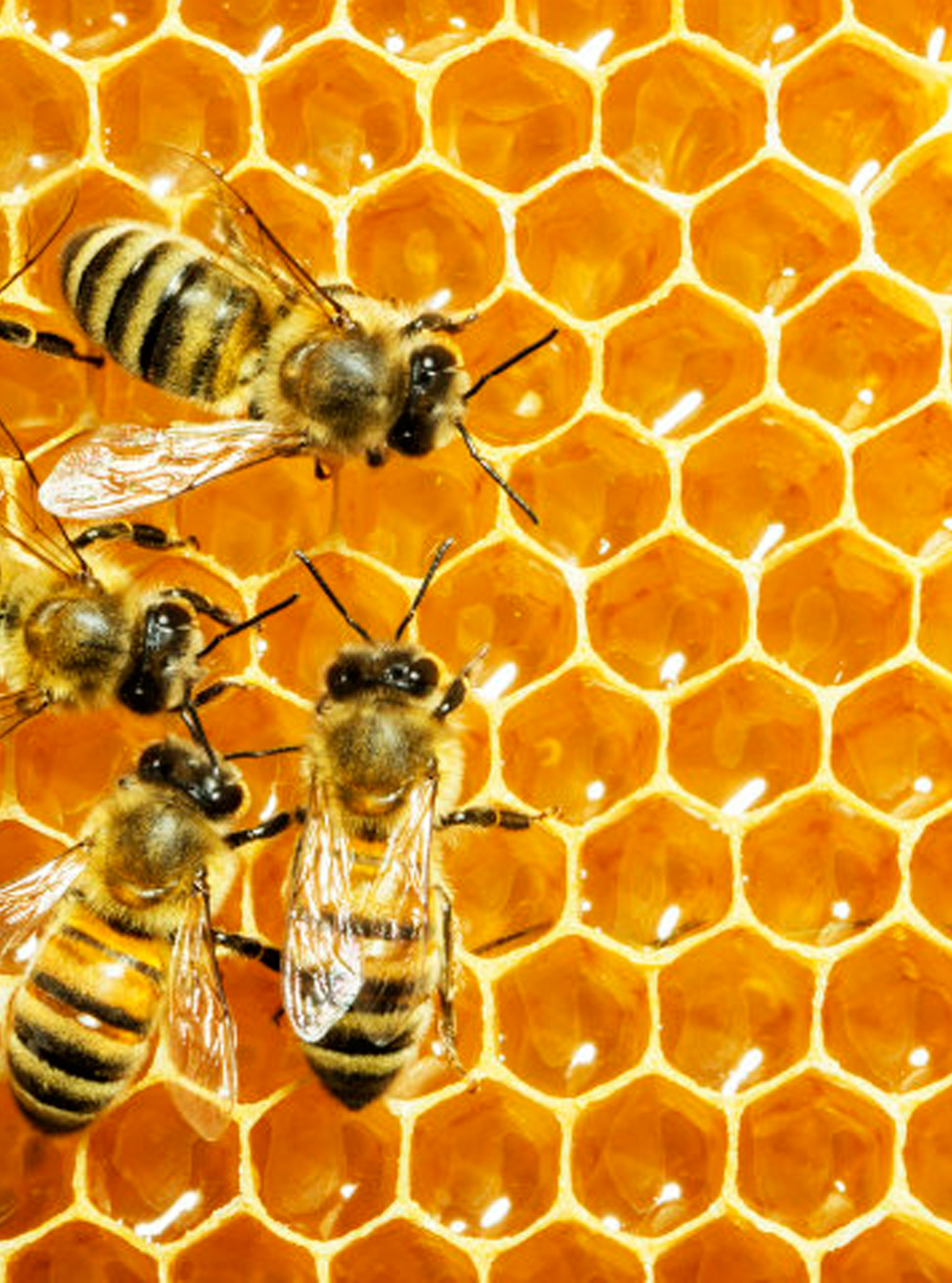 How Bee Venom Can Transform Your Skin How Bee Venom Can Transform Your Skin