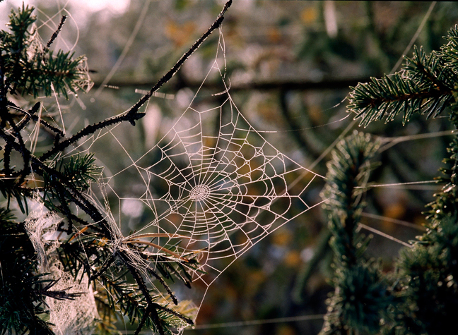 weird christmas traditions christmas tree spider webs weird christmas traditions christmas tree spider webs