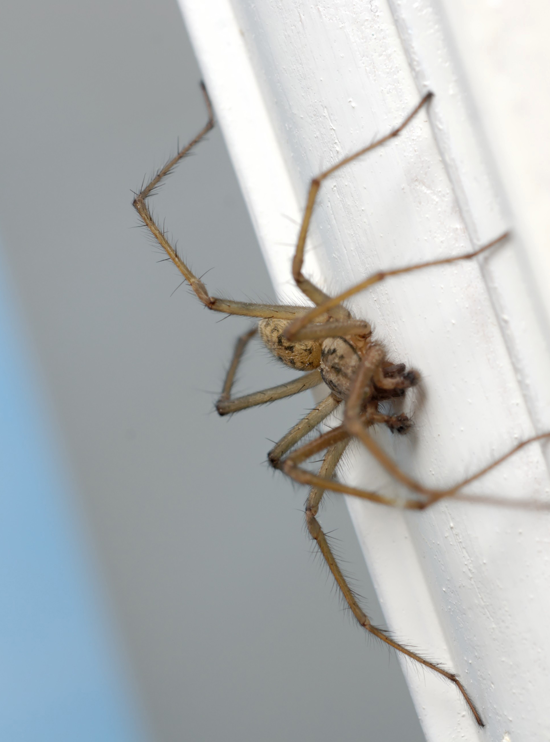 How To Deter Spiders Woman And Home